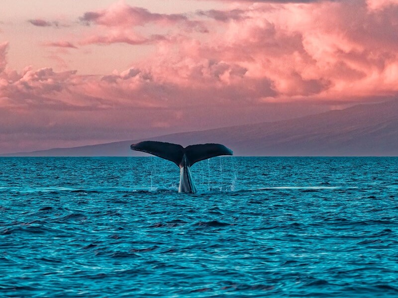 Maalaea Whale Watch – Maalaea Harbor